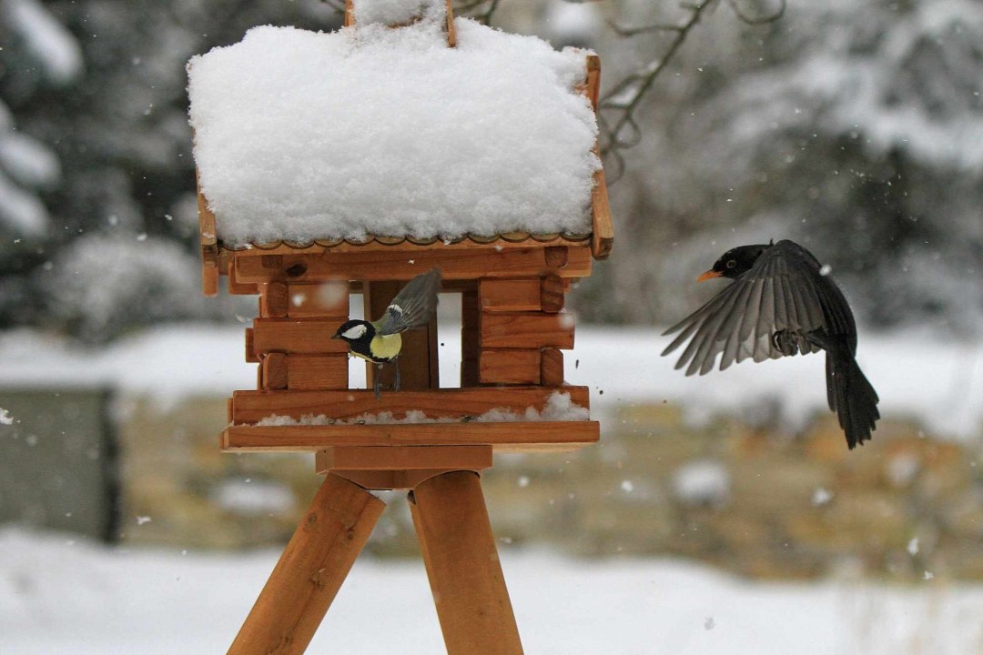 Winterfuetterung - Rittscher Ingo _LBV Bildarchiv |© Rittscher Ingo