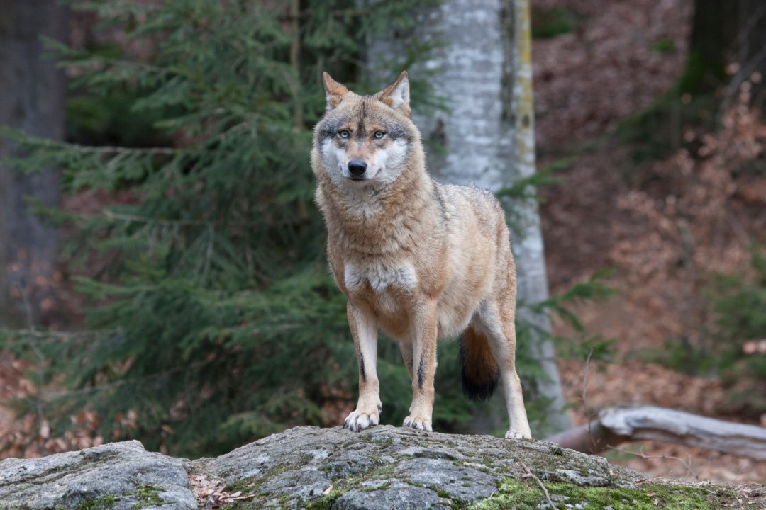 Wolf | © Marcus Bosch