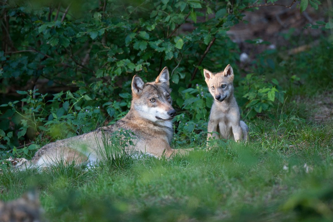 Wolf liegt auf grünem Gras, rechts neben ihm sitzt ein kleiner Wolfswelpe | © Marcus Bosch