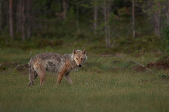 Wolf | © Wolfgang Lorenz