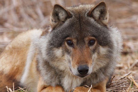 Wolf liegt und schaut direkt in die Kamera | © Z. Tunka