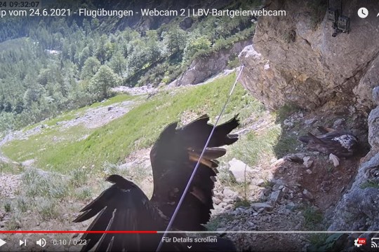 Ausgewählte Clips unserer Bartgeierwebcams sind auf dem LBV YouTube Kanal zu finden | © David Schuhwerk LBV