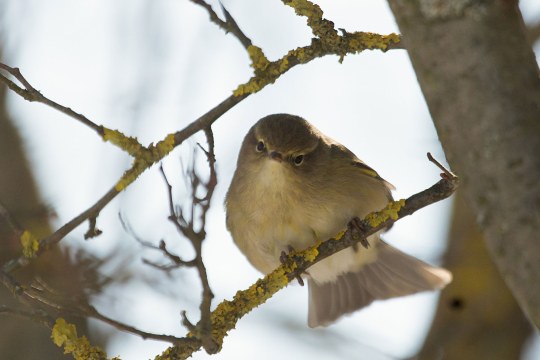 Zilpzalp | © Stephanie Rübenach