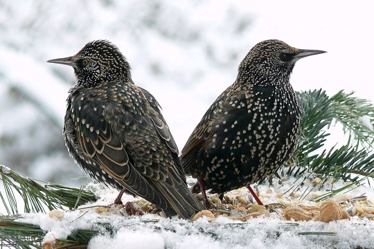 Zwei Stare sitzen in einer eingeschneiten Futterstelle | © Norbert Steffan