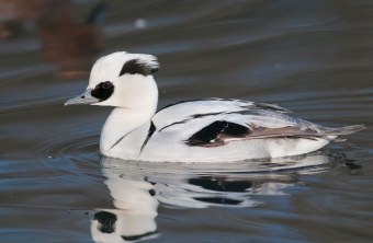 Zwergsäger schwimmt im Wasser | © Bosch Christoph