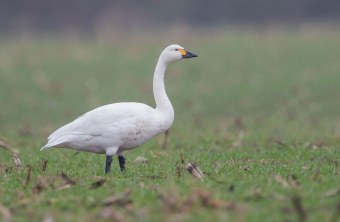 Zwergschwan auf Wiese | © Gunther Zieger