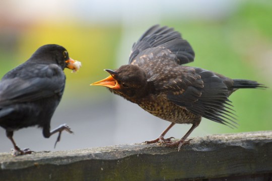 Amsel füttert Jungvogel | © Sarah Stork