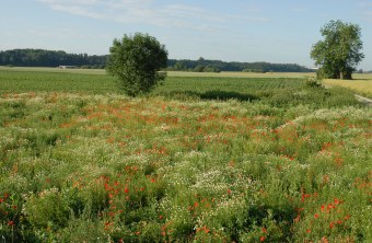 Blühfläche an einem Acker | © Dr. Eberhard Pfeuffer