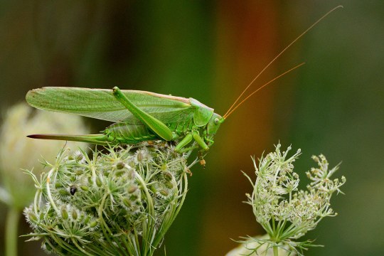 Grünes Heupferd | © A. Schaefer