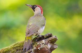 Grünspecht sitzt auf einem Baumstamm. Man sieht ihn von hinten, der Kopf ist nach links gerichtet| ©  Rosl Rößner