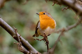 Rotkehlchen auf einem Ast | © Renate Eberle