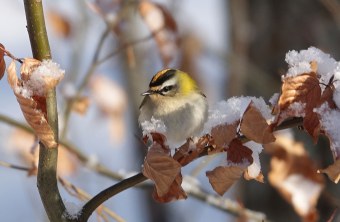 Sommergoldhähnchen | © Gabriele Klassen