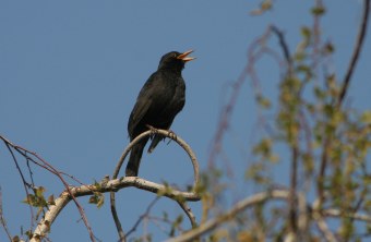 Eine Amsel sitzt auf einem Baum | © Z. Tunka