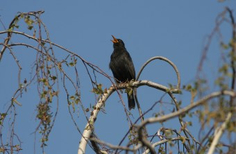 Amsel beim Singen | © Zdenek Tunka