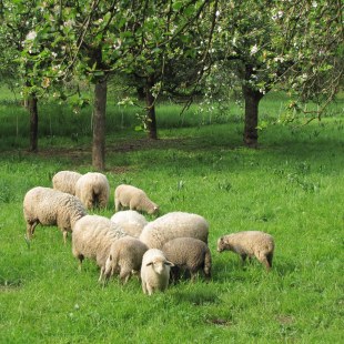 Schafe auf Streuobstwiese | © Thomas Staab
