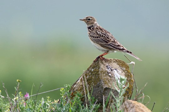 Feldlerche | © Frank Derer