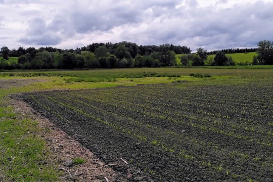 Ackerbrache für Kiebitze | ©  Vitus Hörfurter