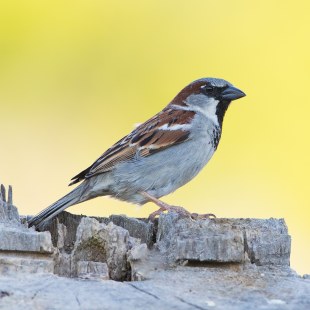 Haussperling  | © Erich Obster