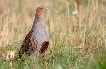 Rebhuhn | © Gunther Zieger, LBV-Bildarchiv