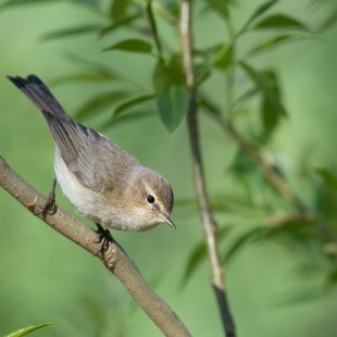 Zilpzalp | © Josef Baumgartner