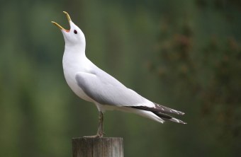 Schmarotzerraubmöwe ruft auf Holzpfahl | © Dieter Hopf