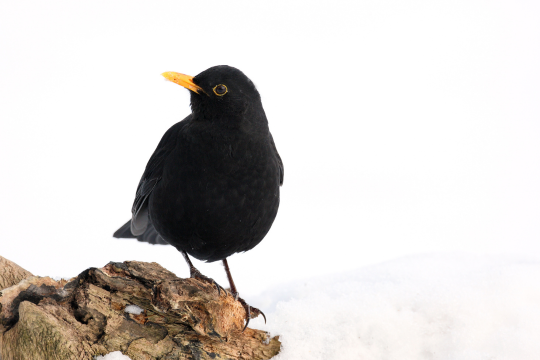 Kleiber | © Derer Frank