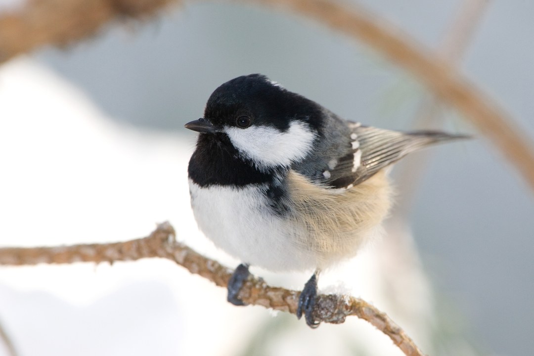 Eine Tannenmeise sitzt auf einem Ästchen im Winter | © Frank Derer