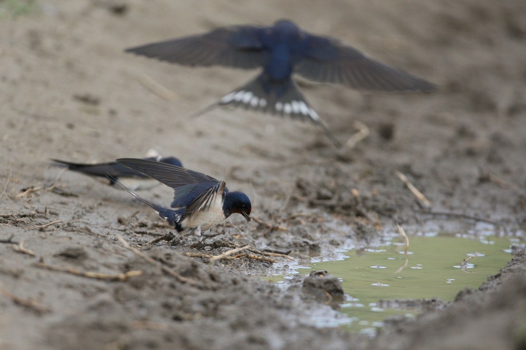 Rauchschwalbe sucht nach Baumaterial für ihr Nest | @ Zdenek Tunka