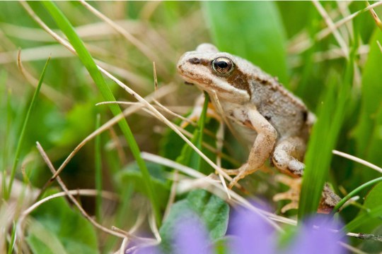 Springfrosch | © Ingo Zahlheimer