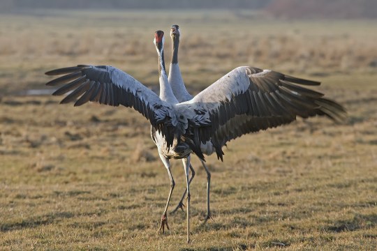 Zwei Kraniche auf einer Wiese | © Hans Clausen
