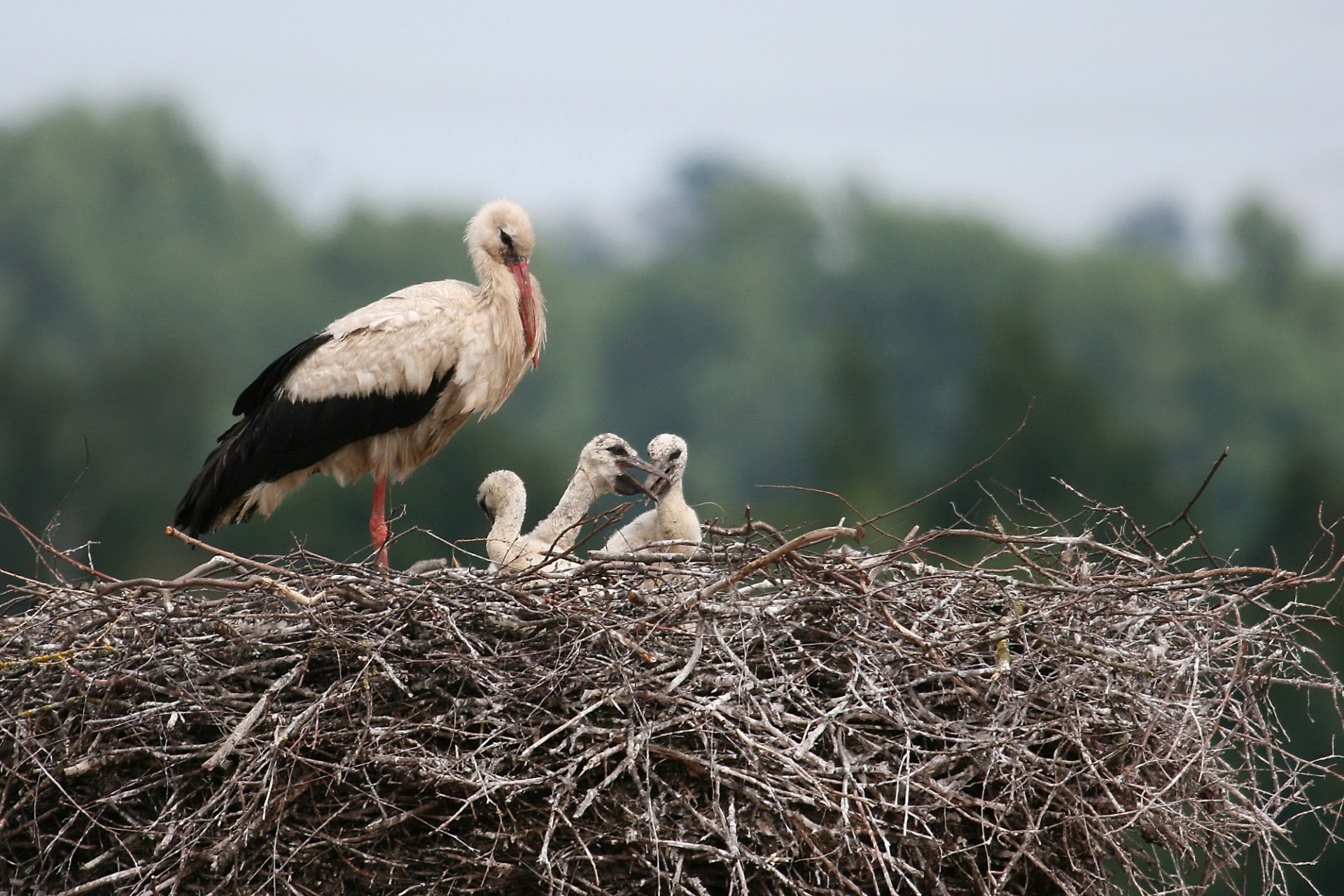 Weißstorch mit Jungvögeln | © Richard Straub