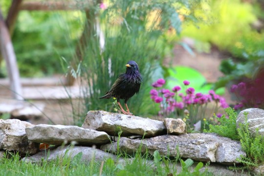 Ein Star in einem vogelfreundlichen Garten | © Peter Bria