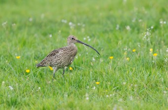 Großer Brachvogel | © Christoph Bosch