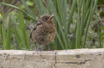 Junge Amsel | © Ralph Sturm