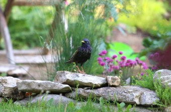 Star | © Peter Bria