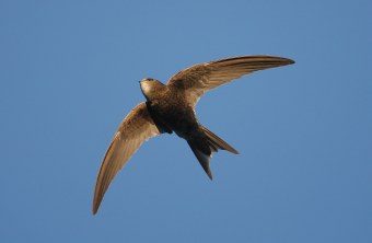 Fliegender Mauersegler | © Zdenek Tunka