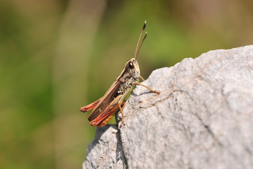 Steppengrashüpfer | © Klaus Müller