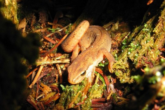 Molch in Baumstubben | © Christian Stierstorfer