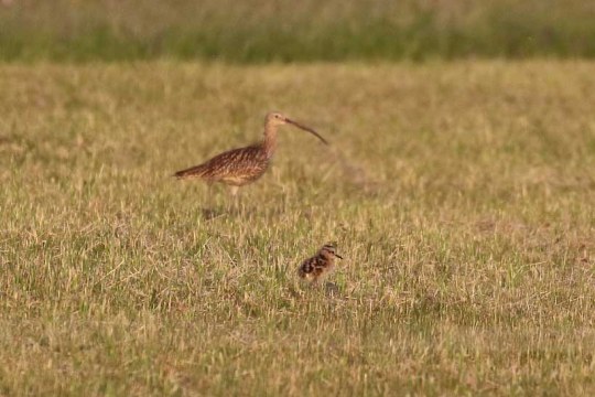 Erwachsener Großer Brachvogel mit Küken | © Wolfgang Nerb