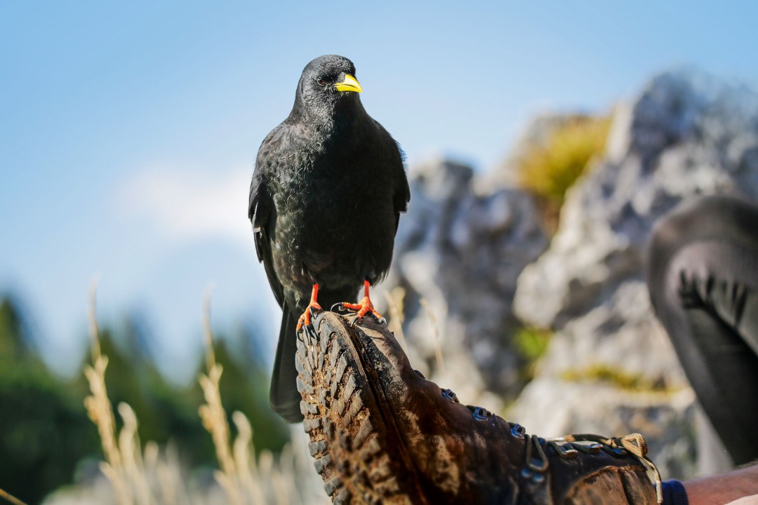 Alpendohle auf einem Wanderschuh | © Ralph Sturm