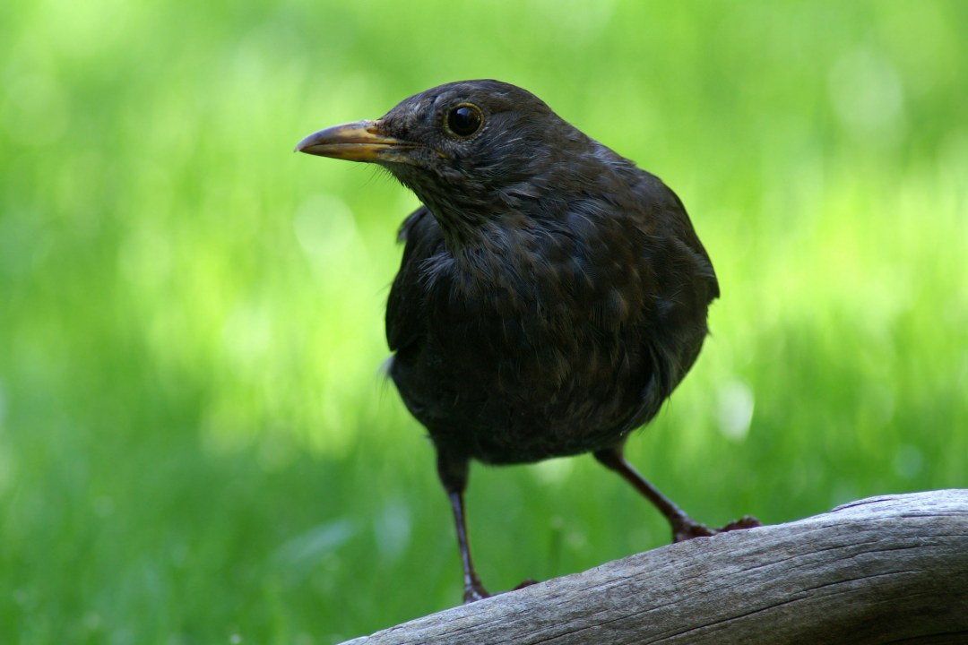 Amsel | © Hans Schaffelhofer