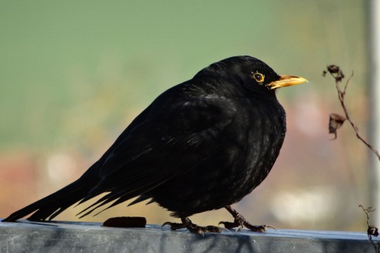 Männliche Amsel | © Maria Bauer