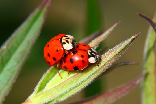 Zwei asiatische Marienkäfer | © Monika Graf