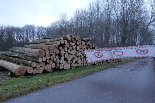 Abgeholzte Stämme hinter einer Absperrung | © Rudolf Wittmann