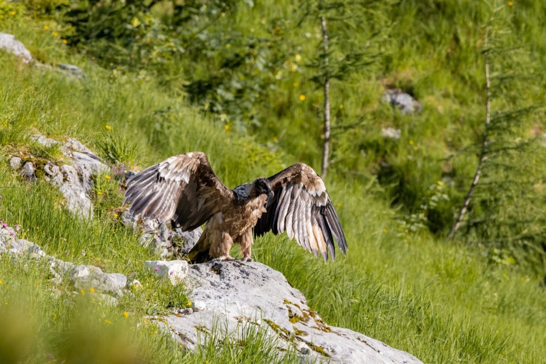 Bartgeier Bavarias erster Rastplatz in Freiheit  | © Richard Straub