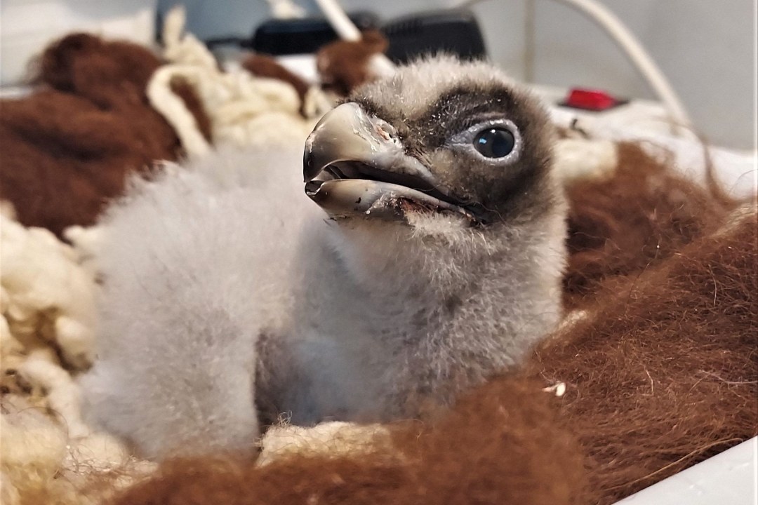 Bartgeier Küken BG1113 | © P. Rodriguez