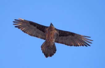 Ein adulter Bartgeier mit seiner charakteristischen Silhouette | © Henning Werth
