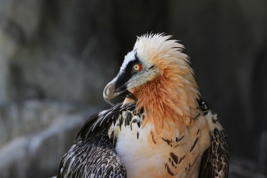 Bartgeier | © Dr. Christoph Moning