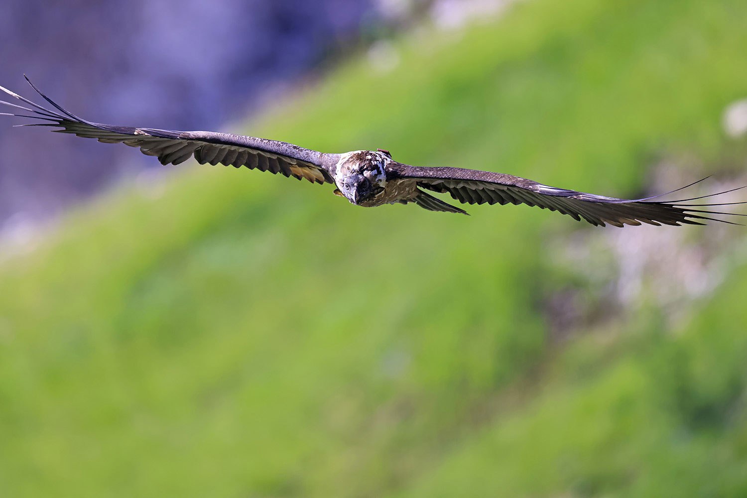 Bartgeier Nepomuk frontal | © Markus Leitner