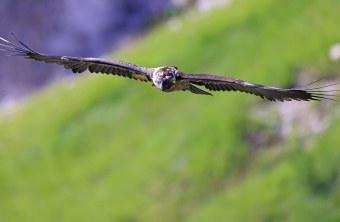 Bartgeier Nepomuk frontal | © Markus Leitner